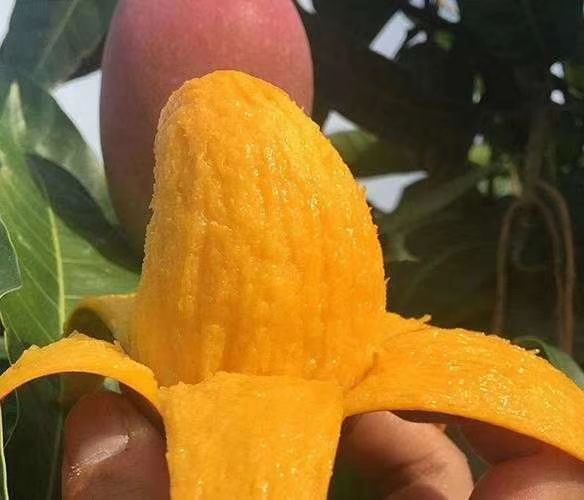 灵山县海南红贵妃芒果苗