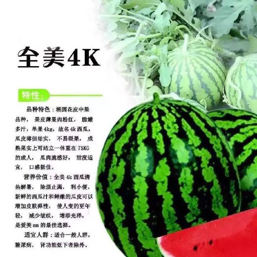 东台市全美4K  东台精品全美4k西瓜火爆上市