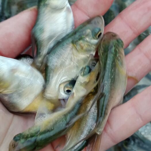 广州缩骨大头鱼苗  缩骨大头大量出售欢迎选购