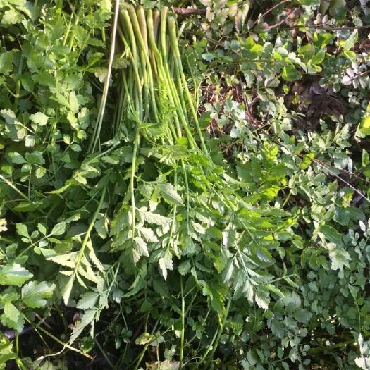 黎平县野芹菜 长期供应纯野水芹菜，产地贵州黔东南州