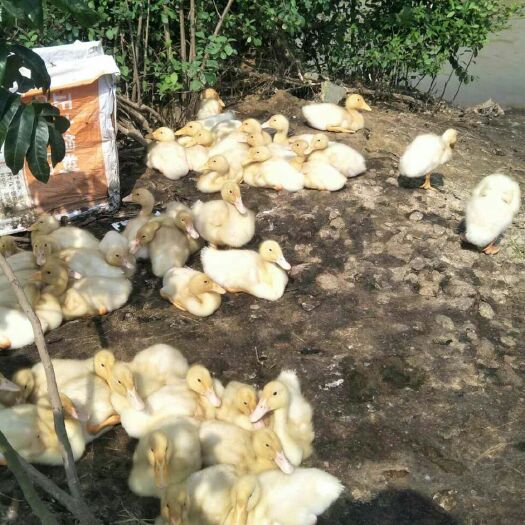 南宁 白鸭苗