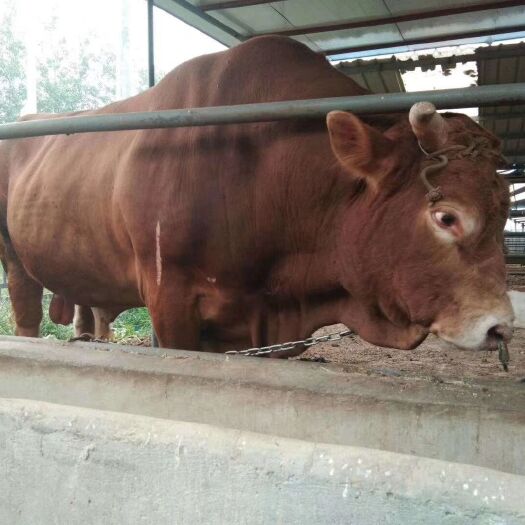 郓城县 肉牛犊  改良牛犊   小牛苗   免费送货  传授养殖技术
