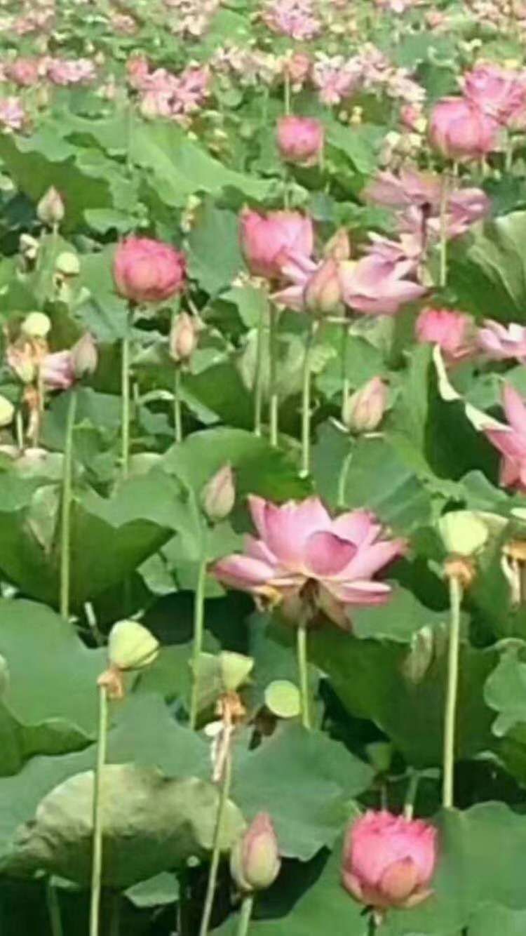 蒲葦 竹葦-蘆葦-香蒲-太空一號藕種