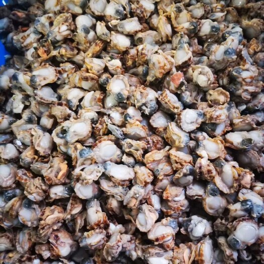 东港市栉孔扇贝 栉孔贝肉，一手货源
