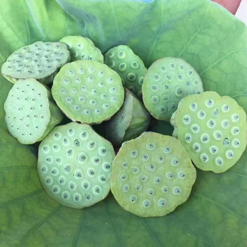 蒲葦 竹葦-蘆葦-香蒲-太空一號藕種