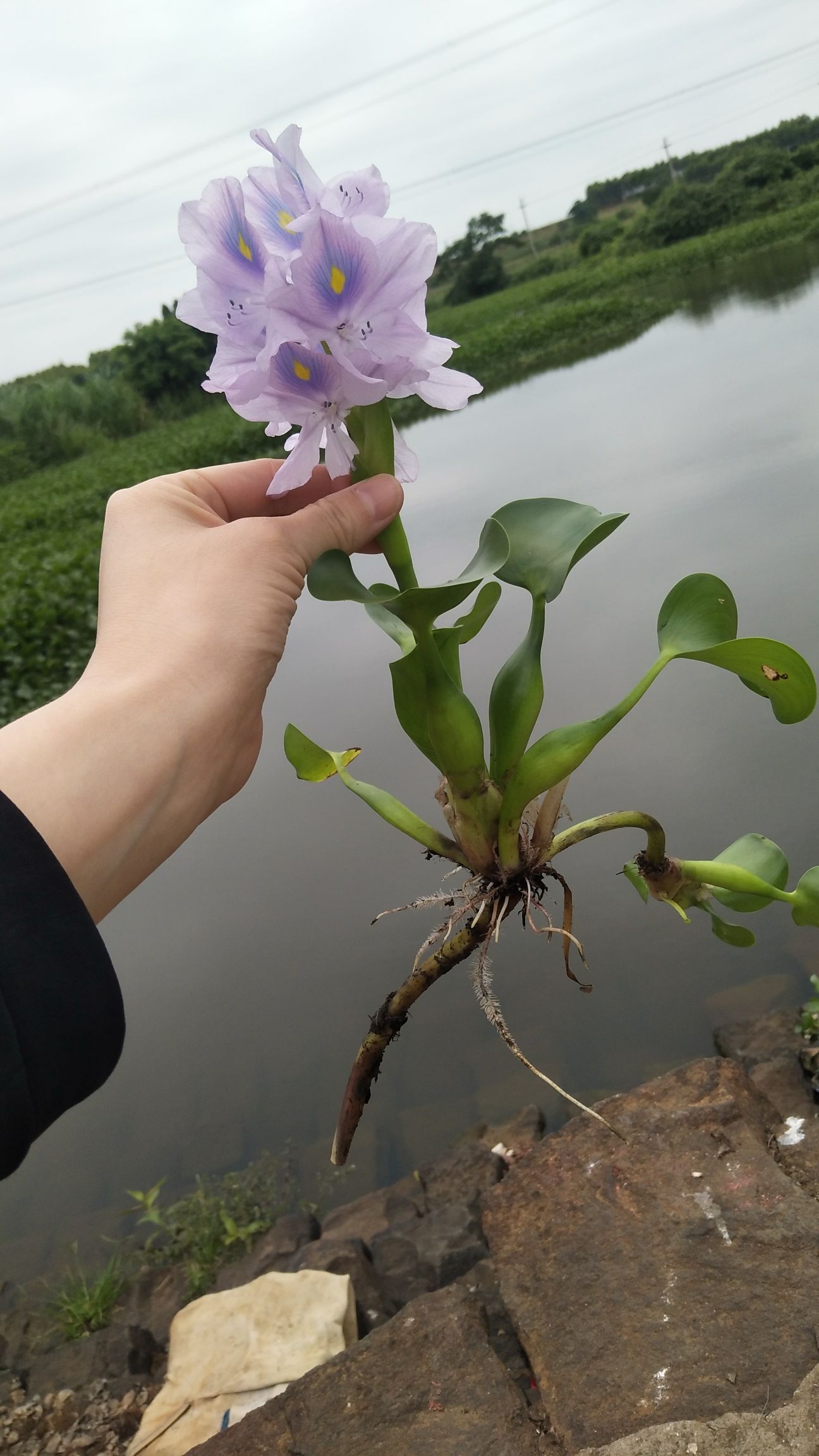 水葫芦种子  水葫芦   凤眼莲大量出售