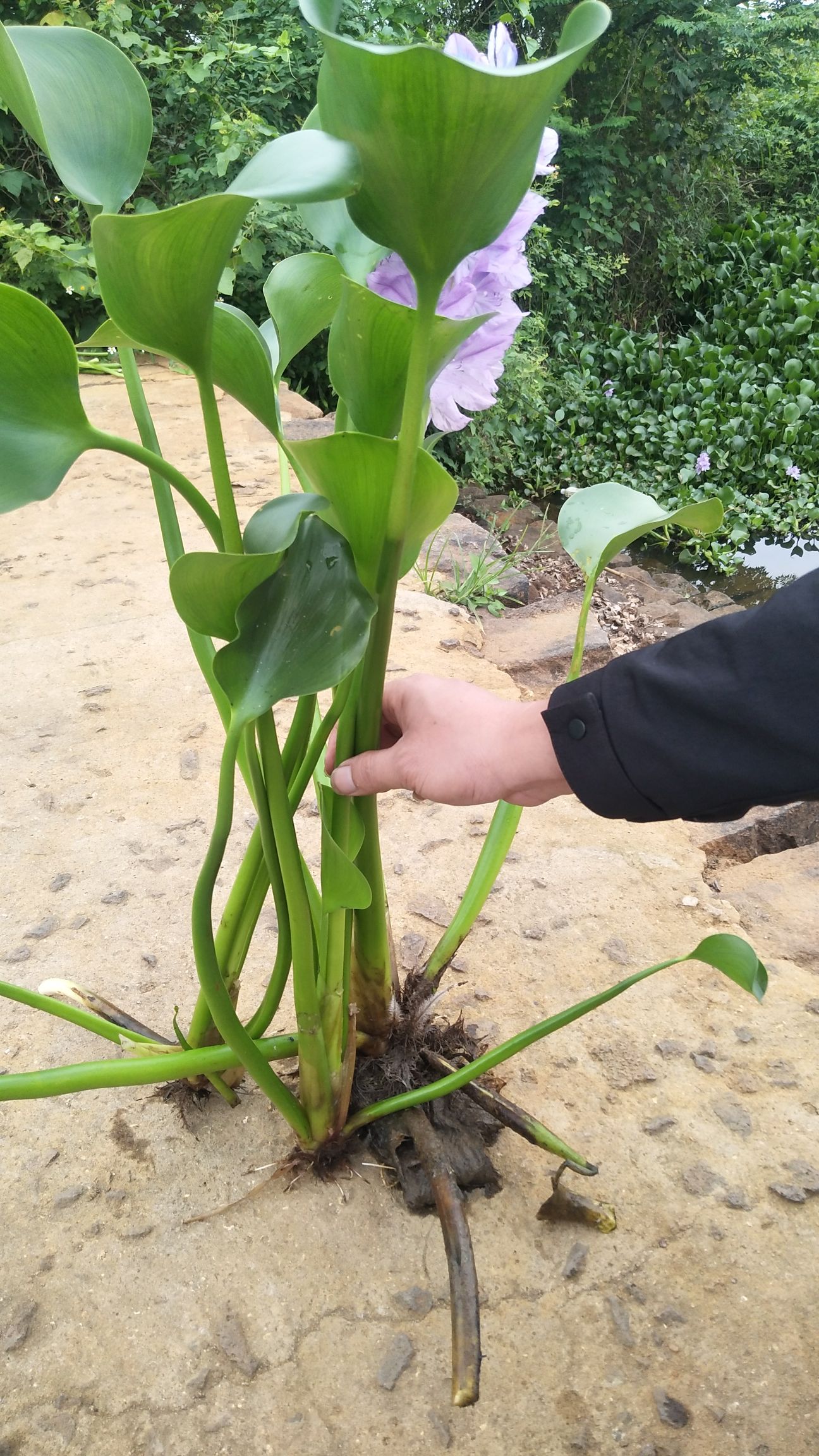 水葫芦种子  水葫芦   凤眼莲大量出售