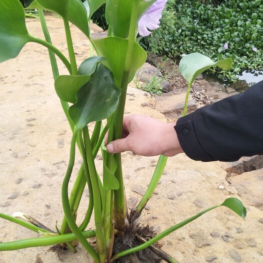 徐闻县水葫芦种子  水葫芦   凤眼莲大量出售