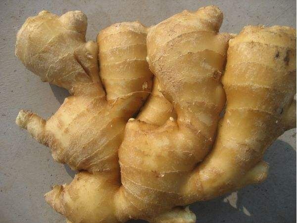 小黄姜 山东大姜