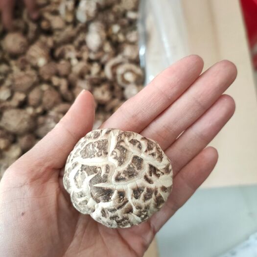 随县 香菇 花菇 食用菌