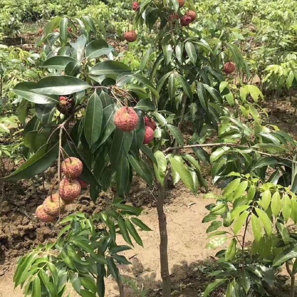 荔枝苗 无核荔枝苗 荔枝苗 桂味荔枝 带泥球带叶发货包