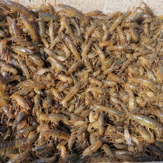 灌云县 爆头龙虾虾苗