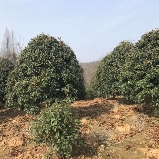 常州 丛生金桂