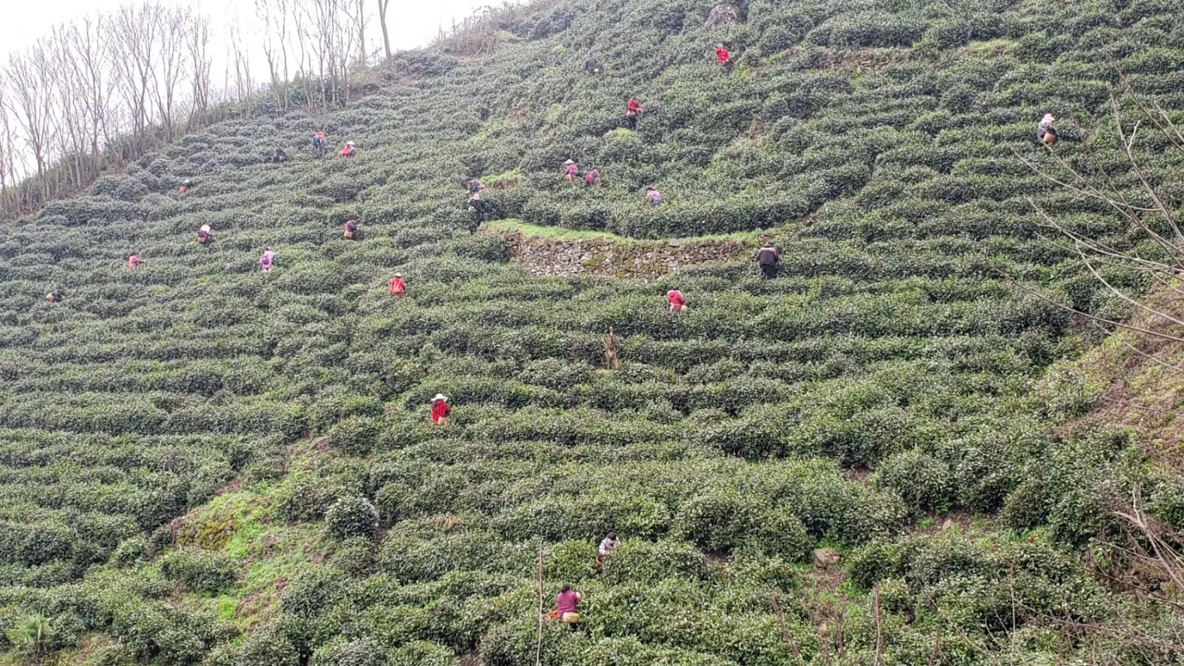 云雾茶  富香茶业 2021年明前新茶高端毛尖茶 高山绿茶口粮茶