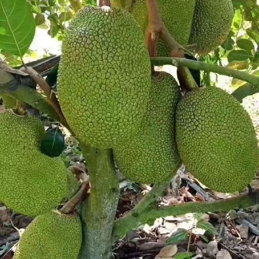 灵山县红肉菠萝蜜苗 马来西亚一号菠萝蜜泰国红肉菠萝蜜苗苗