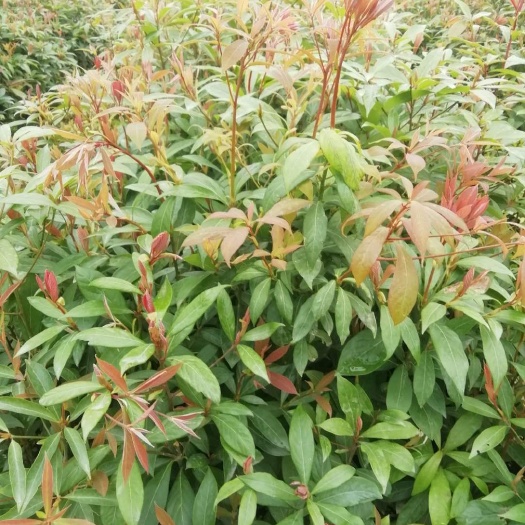 广州 楠木袋苗，（楠木批发价格）闽楠苗