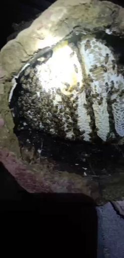 宁洱县 蜂蜜