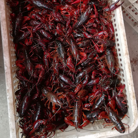 荆州 小龙虾