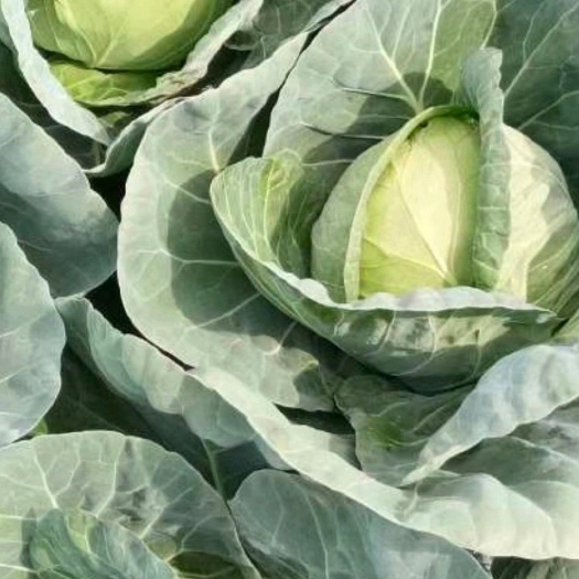 襄城县中甘系列  甘蓝包菜