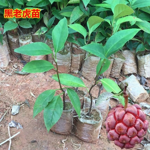 灵山县粉红一号 黑老虎布福娜苗