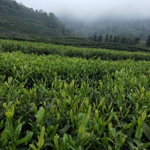 遂川县 江西名优茶（狗牯脑茶）明前珍品特级500g包邮