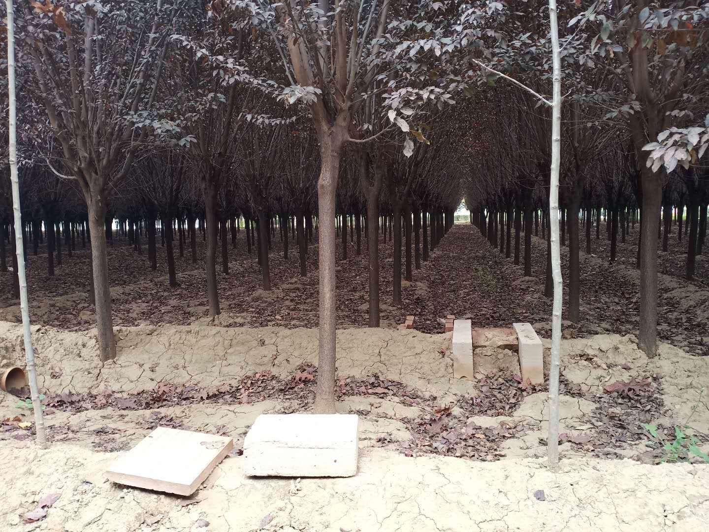  红叶李