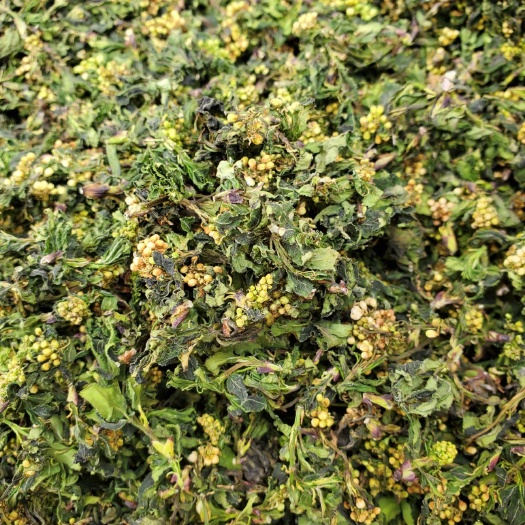 郑州珍珠花菜 珍珠花