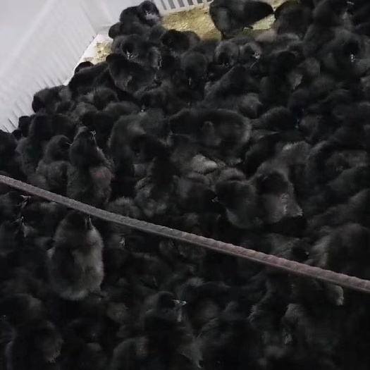 枣阳市 乌骨鸡苗
