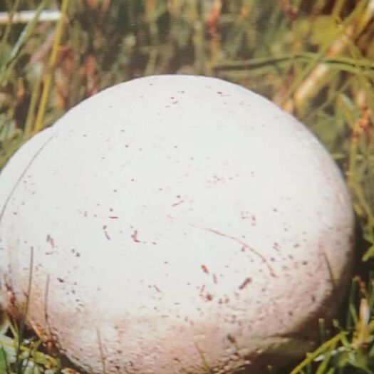 哈尔滨香菇菌种 大马勃菌，菌种母种，一级菌试管菌，量大需要预约