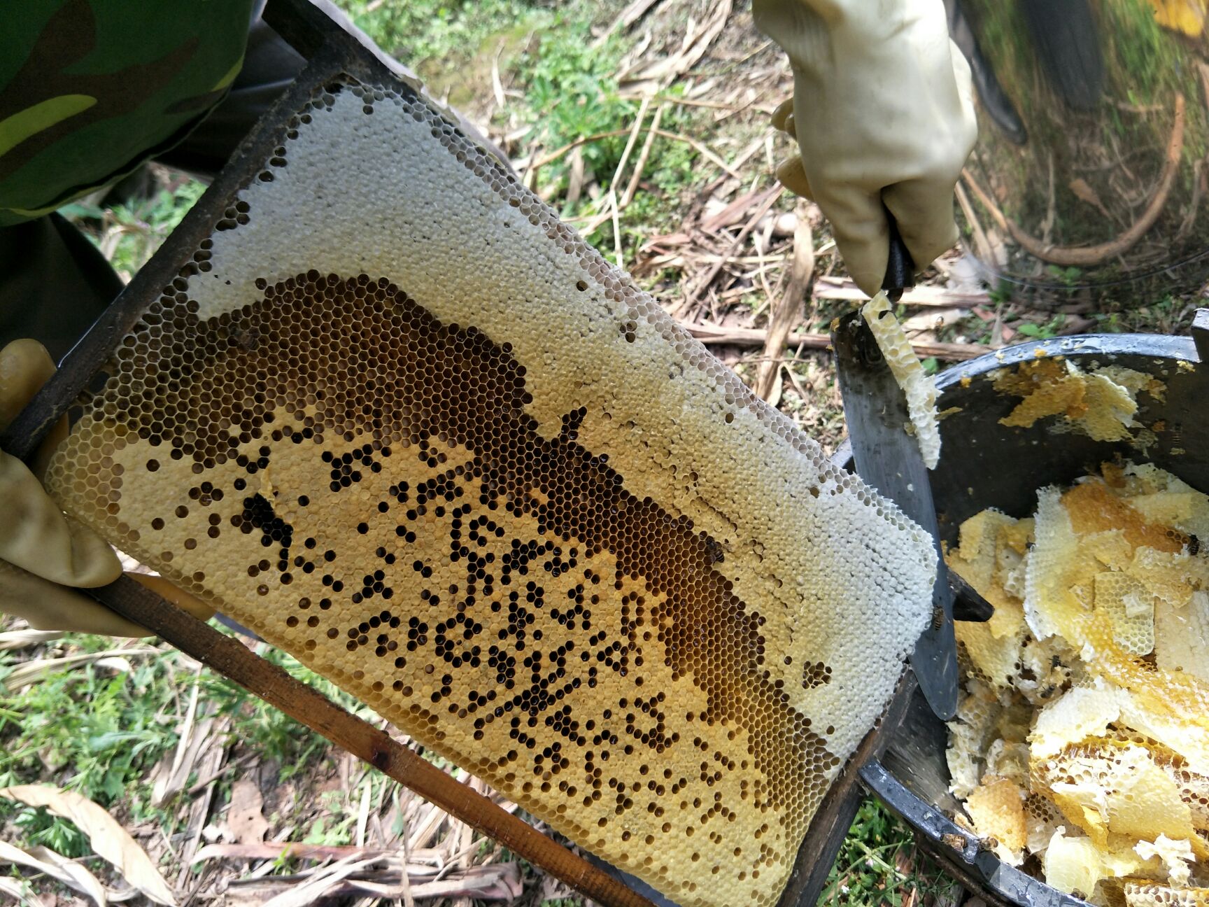 土蜂蜜高品质成熟封盖蜜