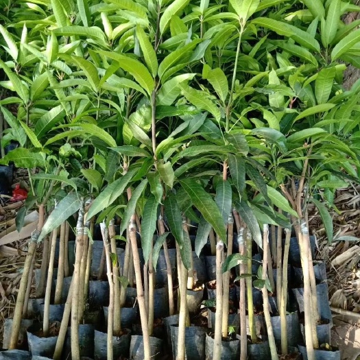金煌芒果苗  包邮苗品【广西灵山县电商村芒果】嫁接苗/直
