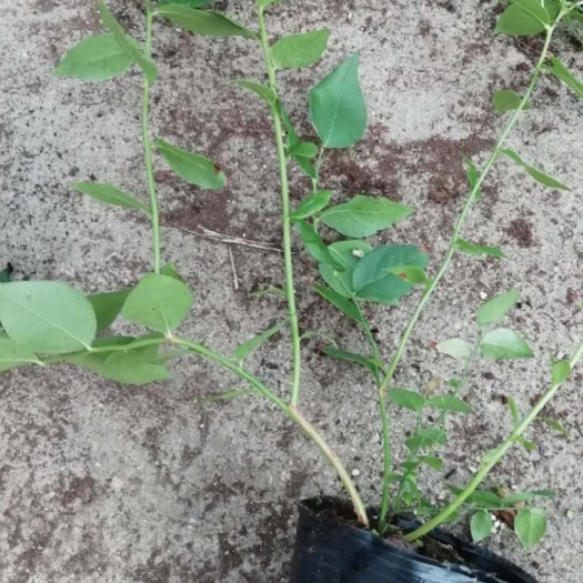 诸暨市南高丛蓝莓苗 蓝莓盆栽苗木、苔藓苗、大苗