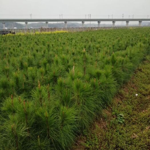 随州营养钵/营养杯 40/80cm湿地松