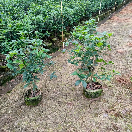 佛山四季桂 基地直销物美价廉
