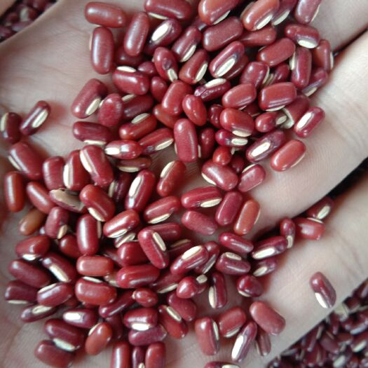 亳州 优质赤小豆