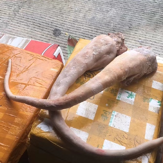 广州牛尾巴，2斤左右一条