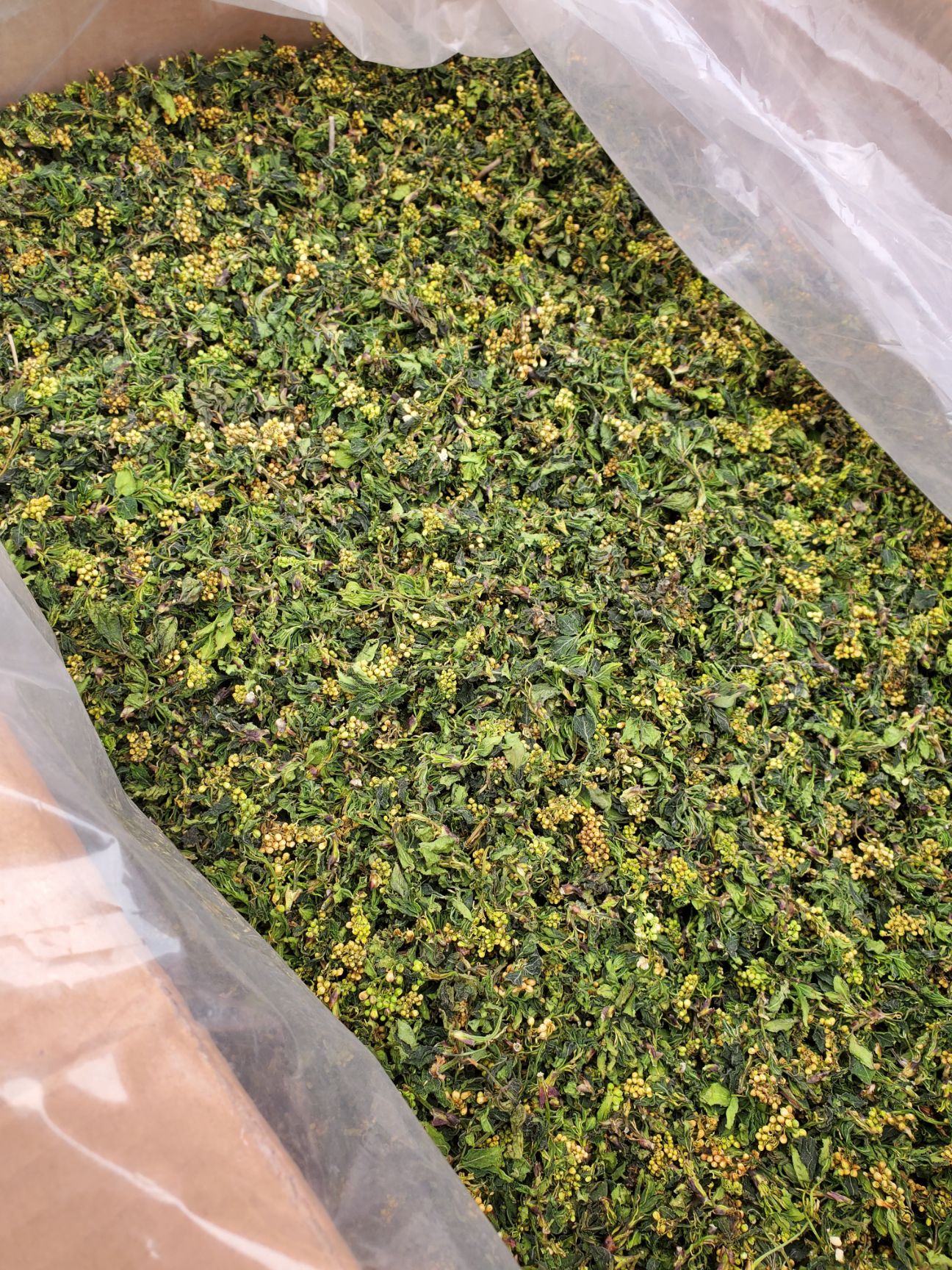 珍珠花菜 珍珠花