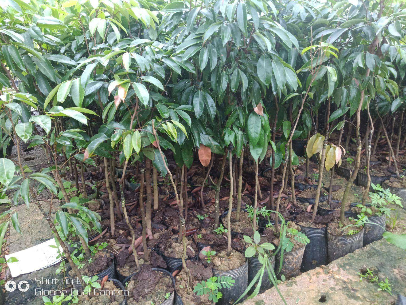 井岗红糯荔枝苗   井冈红糯 荔枝苗 嫁接苗 今年种植明年结