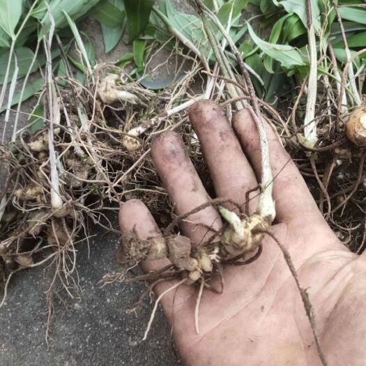 资兴市黄精种苗 大量供应姜型黄精苗，有需要可以随时联系