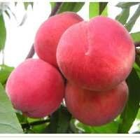 灵山县水蜜桃苗  水蜜桃    包品种  免费指导种植管理