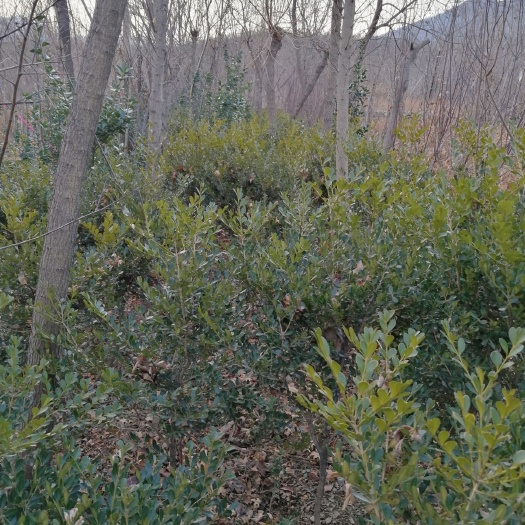 泰安高干瓜子黄杨  盆景黄杨原桩