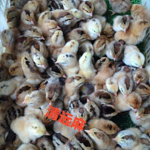南宁 清远麻鸡苗