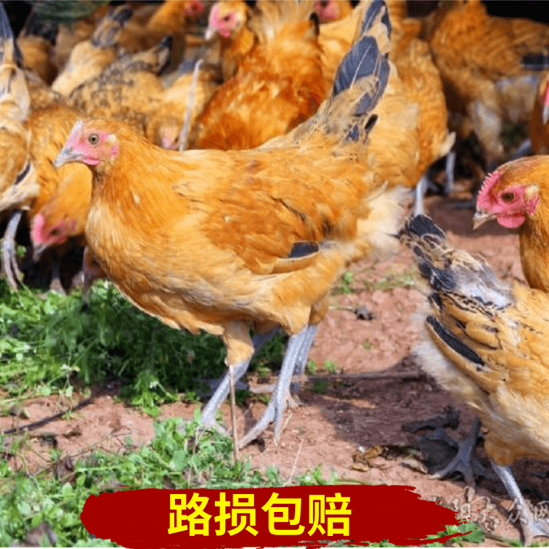  红瑶鸡苗  土鸡苗  纯种