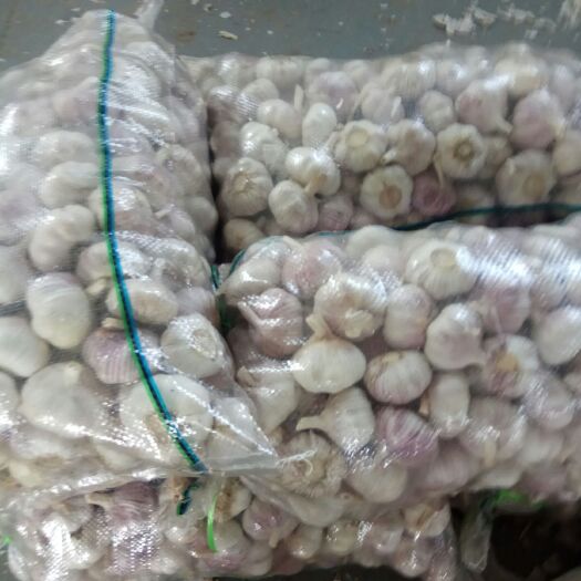 济南红皮蒜  小包装大蒜二十斤