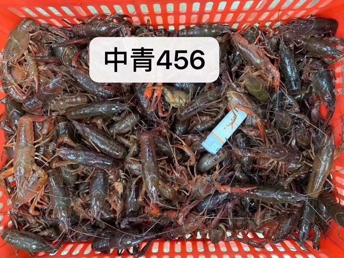  农户直销清水小龙虾，每天2000斤以上。