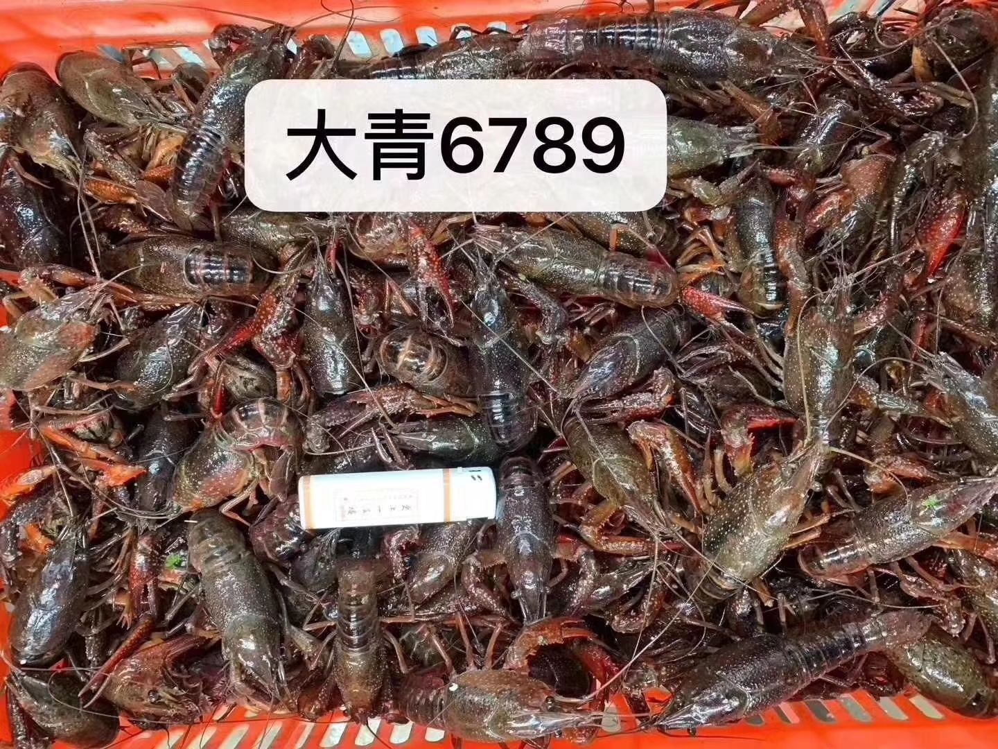 农户直销清水小龙虾，每天2000斤以上。