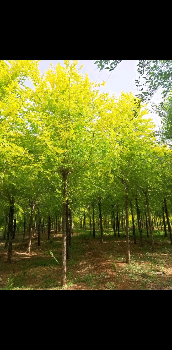 丛生金叶复叶槭图片图片