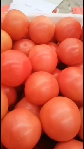 南乐县硬粉西红柿