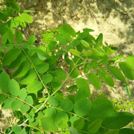 洛宁县槐树花 现货采摘