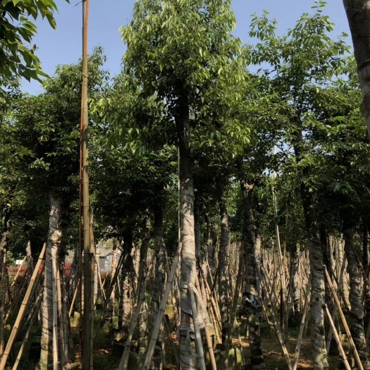 普宁市广东天竺桂、阴香种植基地大量供应各种规格袋装苗、假植苗